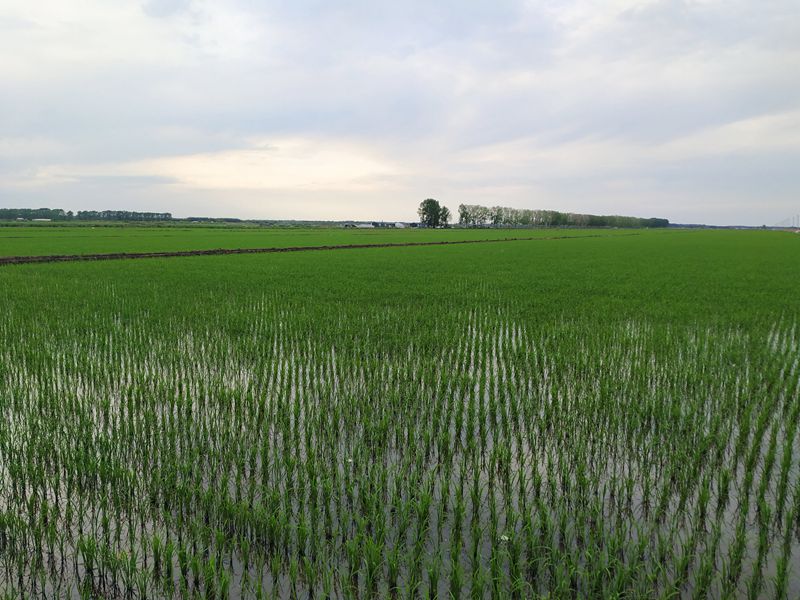 水稻分蘖1.jpg